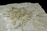Fossil Urchin (Archaeocidaris) Plate- Missouri #113189-1